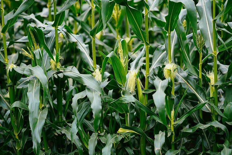 高光譜成像技術(shù)檢測青貯玉米含水率