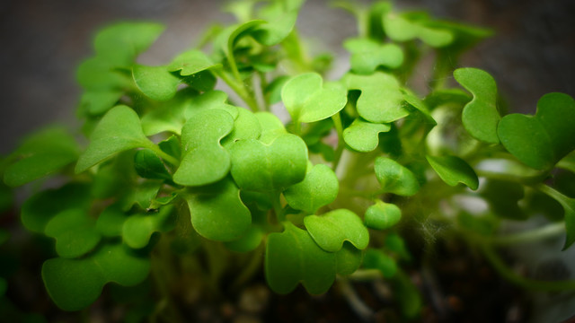 基于光譜分析的冬油菜苗期田間雜草識別研