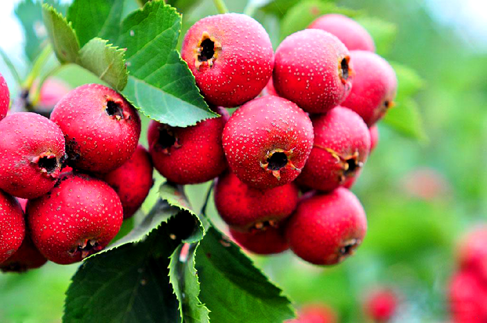 基于高光譜成像技術的山楂損傷和蟲害缺陷識別研究