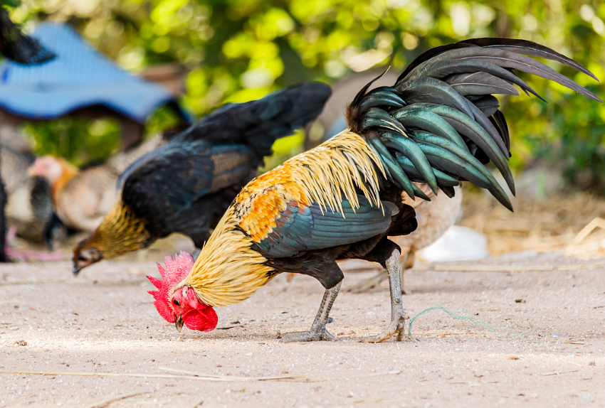 基于高光譜數據融合的土雞與普通肉雞的快速鑒別