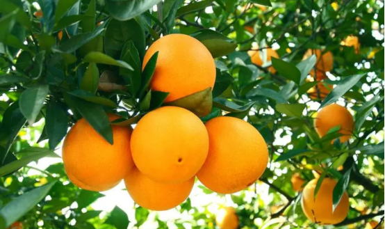 高光譜成像技術對贛南臍橙表面農藥殘留的無損檢測