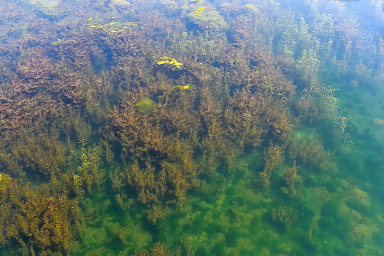 高光譜相機(jī)——探索金屬元素對藻類生物的影響