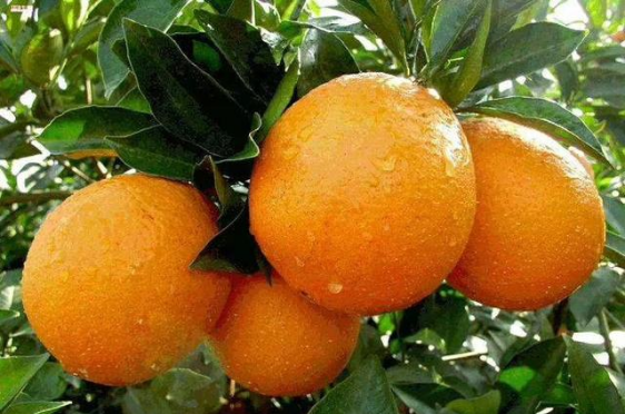 基于高光譜成像技術的臍橙表面農藥濃度檢測