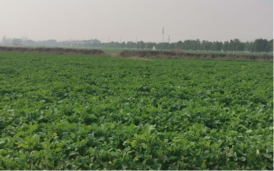 高光譜成像鑒別油菜和雜草的分類(lèi)方法