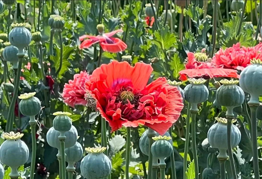 罌粟識別高光譜相機哪家強？