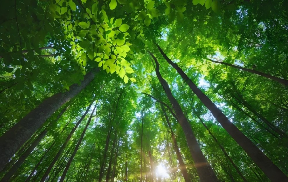 森林健康評估高光譜相機哪家好？